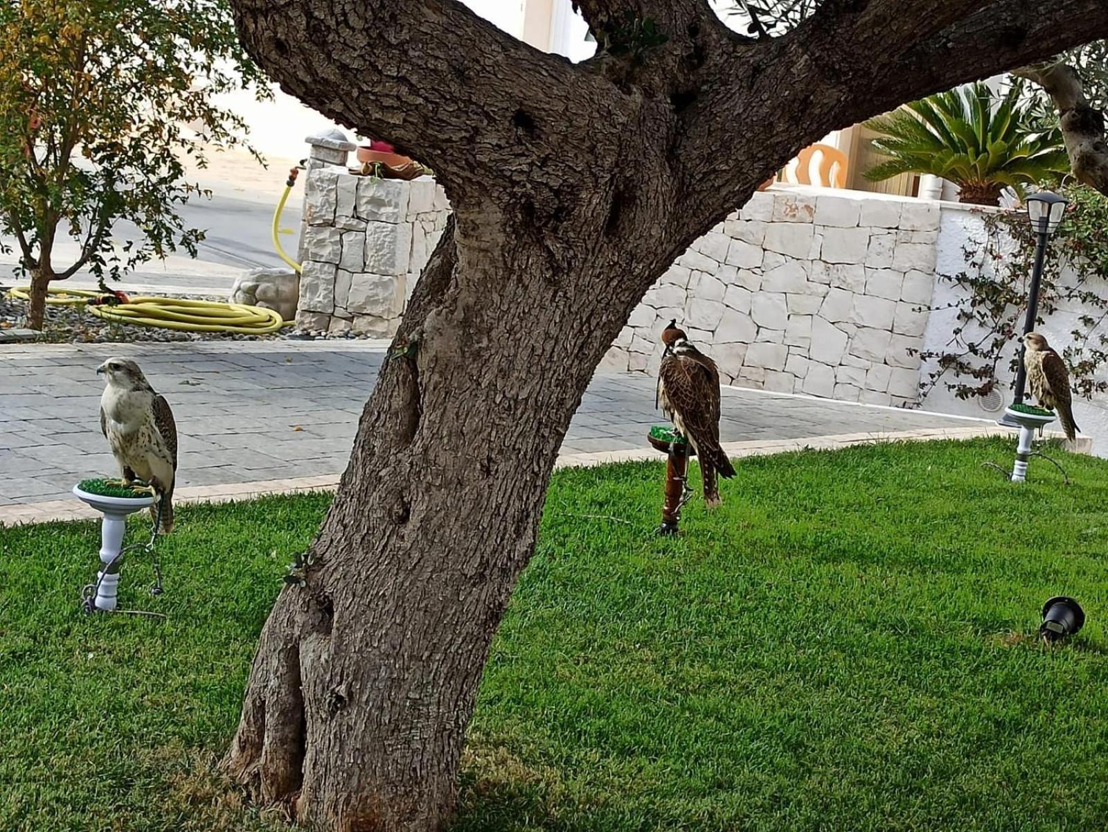 Ferienwohnung I Cinque Ulivi Alberobello Exterior foto